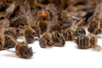 Apiculture - disparition des abeilles