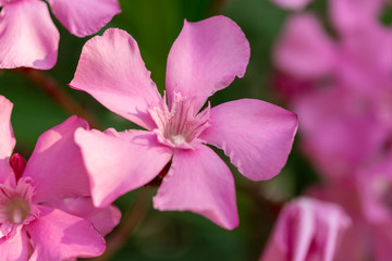 light pink oleander blooming bunch close up