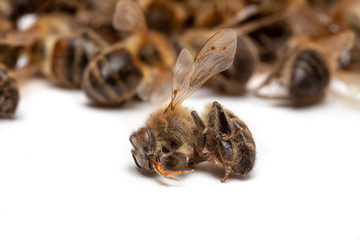 Apiculture - disparition des abeilles