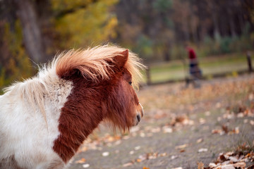 Miniature Shetland pony on a farm.