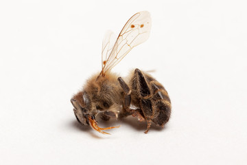 Apiculture - disparition des abeilles