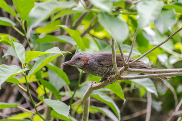 Fototapeta premium Borwn-eared bulbul ready to hunt