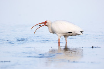 Obraz premium White Ibis ((Eudocimus albus) eating a small crab while wading in shallow water near St. Pete Beach, Florida.