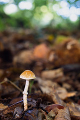 Mushroom in a chestnut forest.
