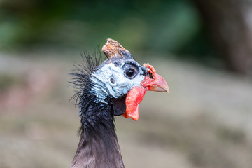 Helmeted Guineafowl's profile