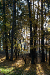 Obraz premium Beautiful park with sun rays