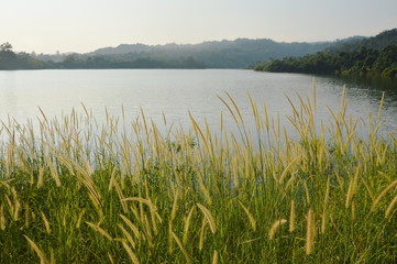 landscape of grass flower and mountain on sunset in Wang Bon reservoir Thailand