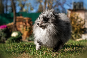 Naklejka na ściany i meble cute merle spitz dog runs along the lawn