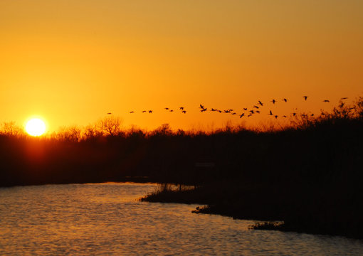 Sunset Flight / Birds in flight over the Florida Everglades