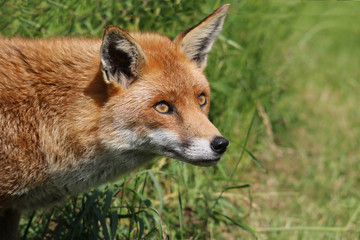 red fox in grass