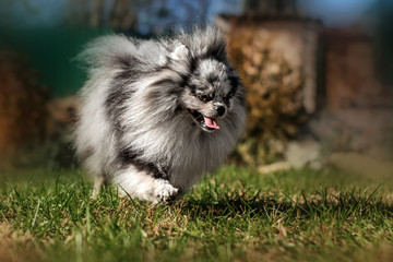 cute merle spitz dog runs along the lawn