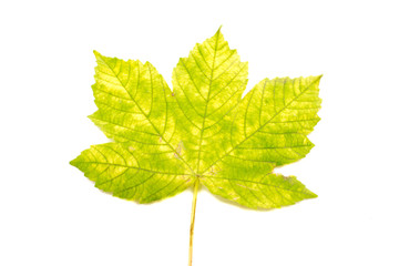 Fototapeta premium Maple Leaf, Autumn, Spring. Isolated leaves