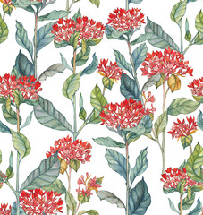 Hand-drawn watercolor illustration seamless pattern of the bouvardia flowers. Tender spring exotic flowers. Repeated background