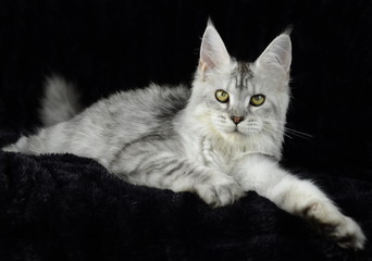 Maine Coon Kitten