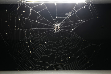 Spider on spider web under a light