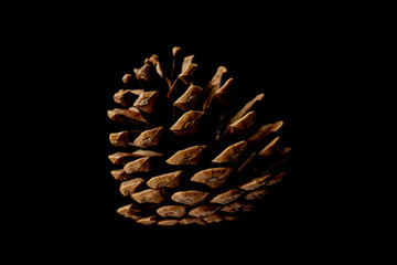 Pine cones isolated on black background.