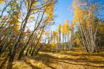 Fototapeta premium autumn in the forest yellow leaves