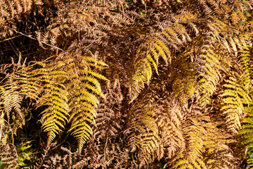 Bracken in autumn