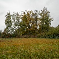 Fototapeta premium Landschaftsaufnahmen vom Eriskircher Ried am Bodensee im Herbst bei Regen