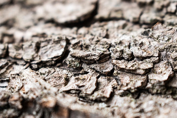 Macro photo of wrinkle tree bark texture. Nature background