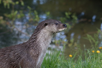 european otter