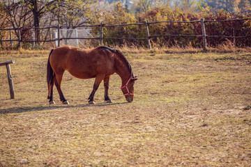Naklejka premium .Portrait of Beautiful red horse grazing in farm.