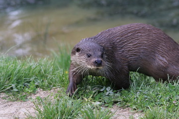 Fototapeta premium european otter
