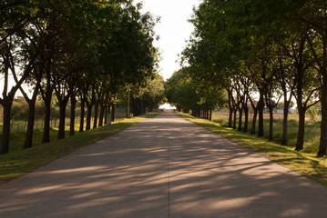 Camino con árboles en sus costados.