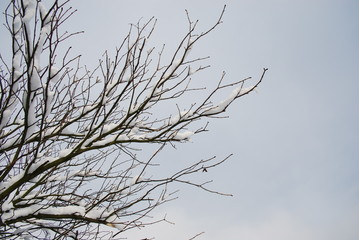 snow on trees in a dark winter day