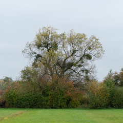 Fototapeta premium Landschaftsaufnahmen vom Eriskircher Ried am Bodensee im Herbst bei Regen