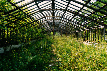 greenhouse with green plants