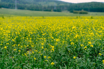 Obraz premium field of yellow flowers