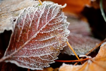 Frozen autumn natural close up colorfull red, green, yellow leaves.