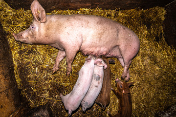 Feeding the piglets