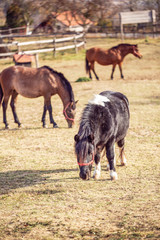 Beautiful Horses grazing in a meadow and eating grass.