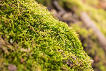 macro photo of Growth of moss in spring, green nature background