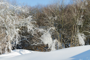 winter landscape, snow drifts and icy trees