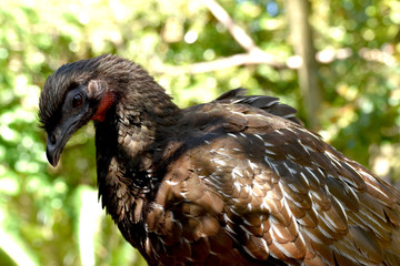 ave de plumas negras