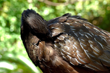 ave de plumas negras