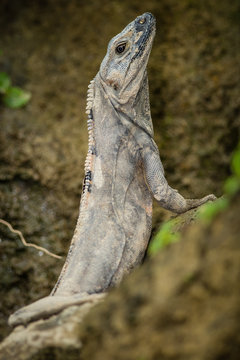 Black iguana at Tambor, Guanacaste, Costa Rica