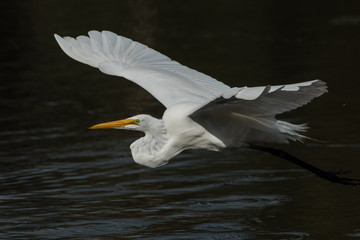 Great egret take-off, Myakka River State Park, Florida
