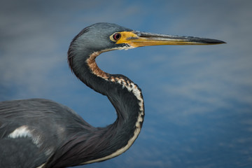 Tri-colored heron, Myakaa River State Park, Florida