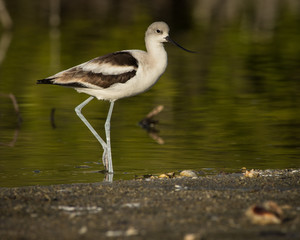 American avocet at Little Estero Lagoon, Fort Myers, Florida