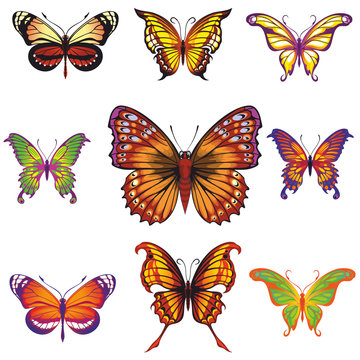 vector collection of butterflies