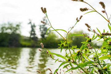 nature branch