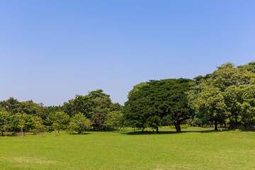 Grass field with tree and sky