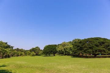 Grass field with tree and sky