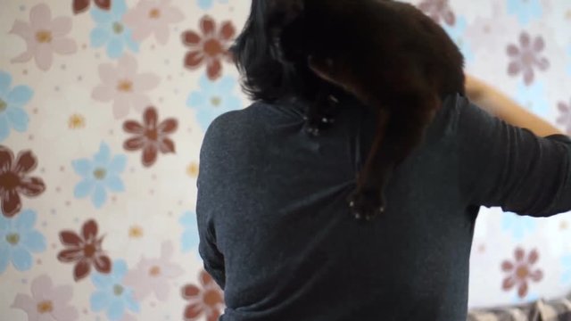 Cat climbs on the back of a woman