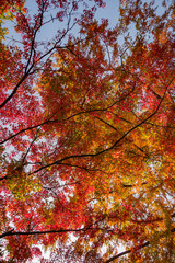 beautiful vivid autumn colors in Japanese garden at Margaret Island Budapest