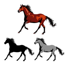 Horse vector illustration. Brown and black horse